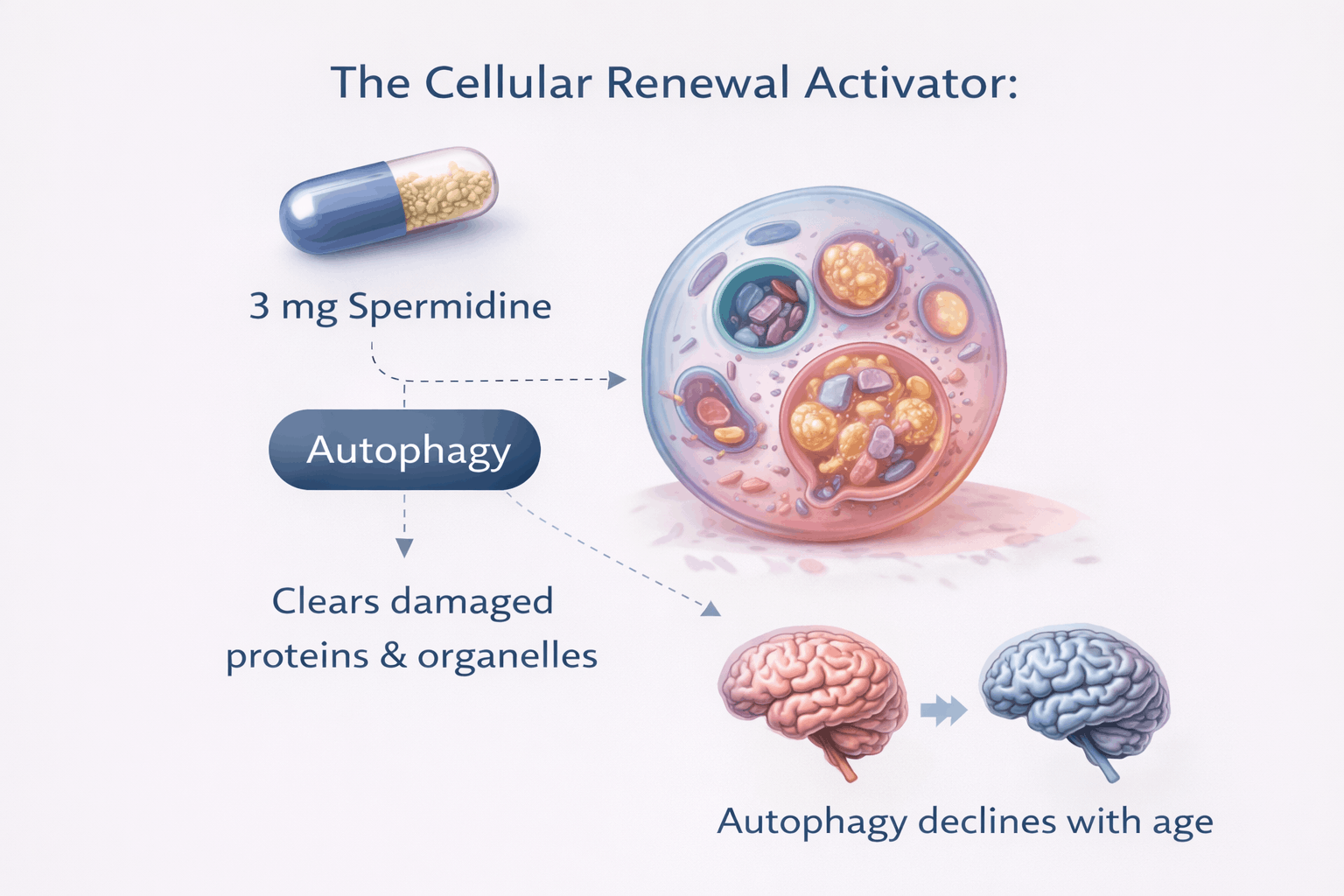 ChatGPT Image Mar 4, 2026, 01_41_48 PM (1).png