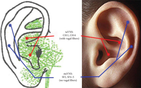 The-innervations-of-the-auricular-branch-of-the-vagal-nerve-and-the-points-stimulated-at.png